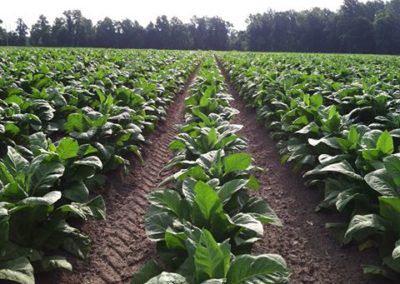 Agritrade Leaf Tobacco